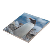 Carreau Antarctique. Neko Harbour. Penguin Gentoo (Côté)