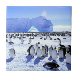 Carreau Antarctique, péninsule Antarctique, mer de Weddell