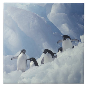 Carreau Antarctique. Pingouins d'Adelie