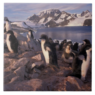 Carreau Antarctique, poussins de manchots Adélie