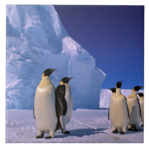 Carreau Antarctique, Territoire antarctique australien, 7
