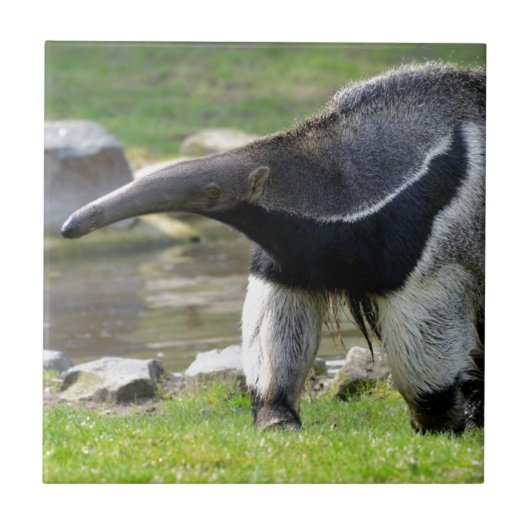 Carreau Anteater géant marchant sur l'herbe (Devant)