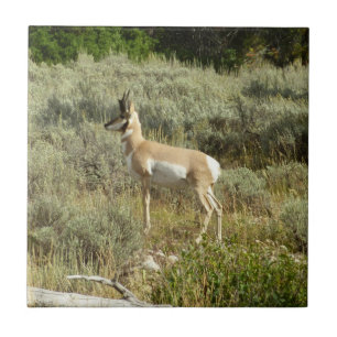 Carreau Antilocapre dans le parc national de Grand Teton