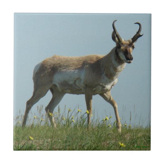Carreau Antilope d'A10 Pronghorn et fleurs sauvages jaunes (Devant)