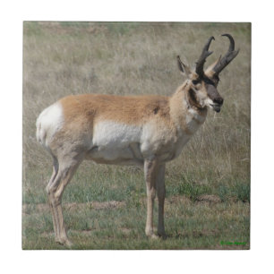 Carreau Antilope d'Amérique A15 mâle grossier