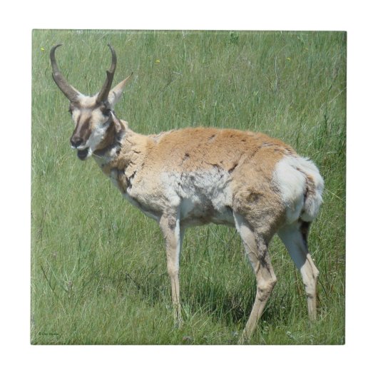 Carreau Antilope d'Amérique A3 en train de mâcher (Devant)