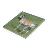 Carreau Antilope d'Amérique A3 en train de mâcher (Côté)