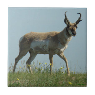 Carreau Antilope d'Amérique et fleurs sauvages jaunes A10