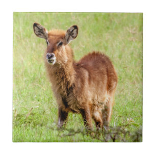 Carreau Antilope Waterbuck de brun de jeunes des images  