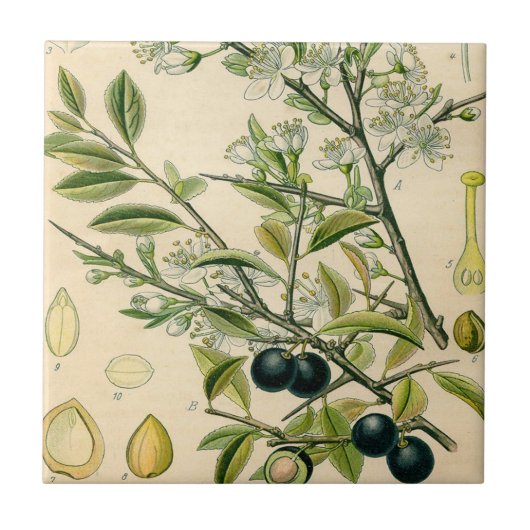 Carreau Antique Blackthorn Botanique Imprimé Fleur Berry (Devant)