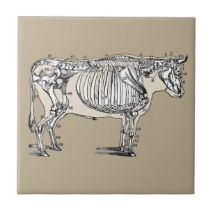 Carreau Antique Cow Skeleton Bones