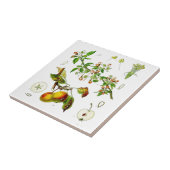 Carreau Apple (Côté)