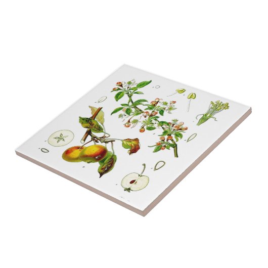 Carreau Apple (Côté)