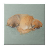 Carreau Après-midi endormi (Devant)