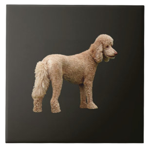Carreau Apricot Poodle