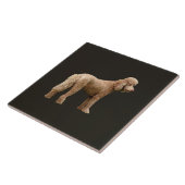 Carreau Apricot Poodle (Côté)