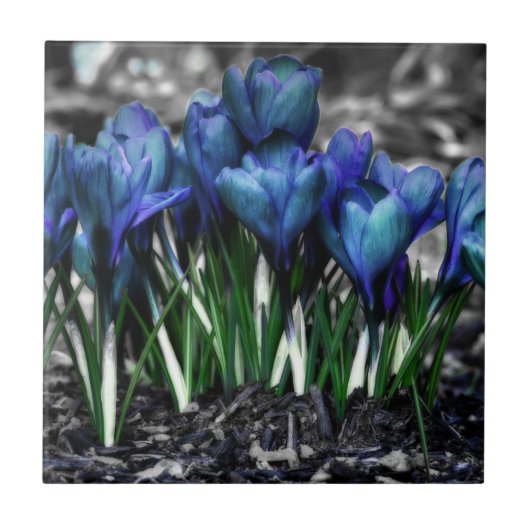 Carreau Aqua Blue Crocus Blooms (Devant)