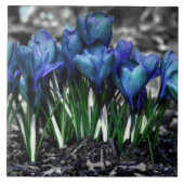 Carreau Aqua Blue Crocus Blooms (Devant)