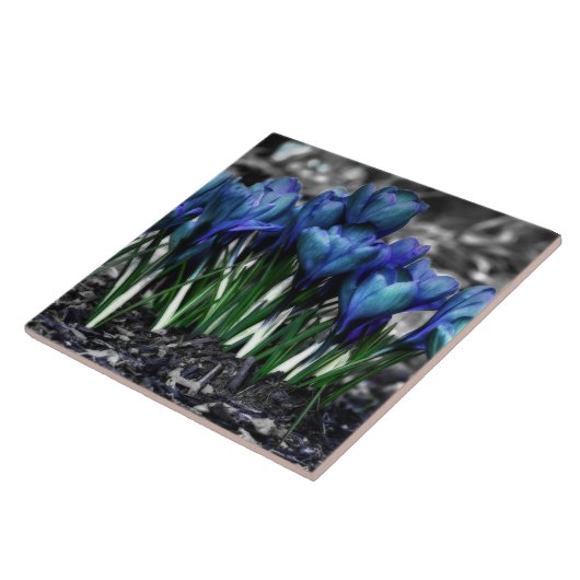 Carreau Aqua Blue Crocus Blooms (Côté)