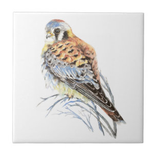 Carreau Aquarelle Kestrel Sparrow Hawk Oiseau Faune Art