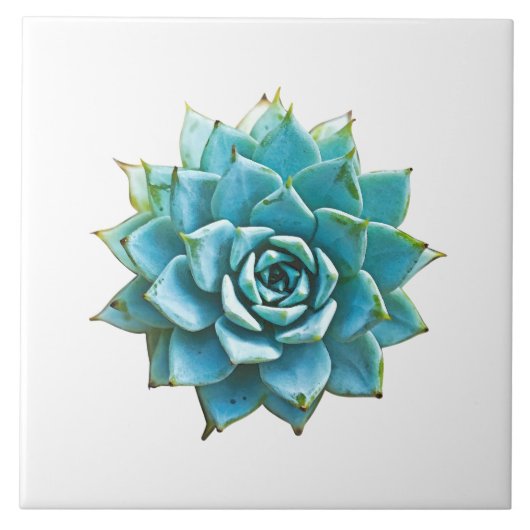 Carreau Aquarelle Succulente (Devant)