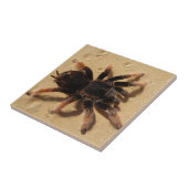 Carreau Araignée de tarentule de Brachypelma en sable (Côté)