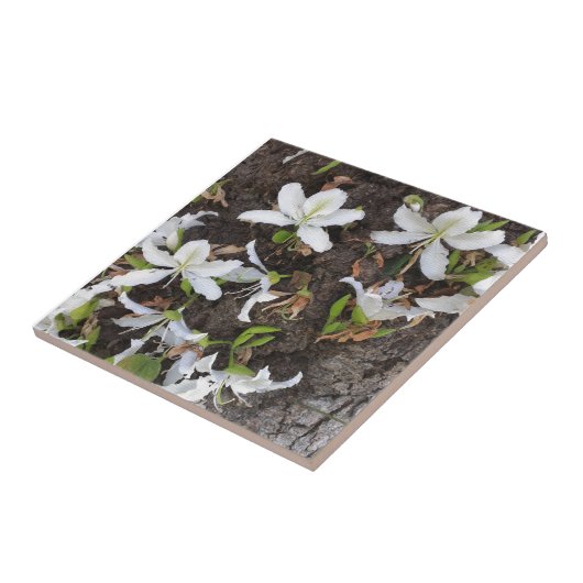 Carreau Arbre (Côté)