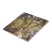 Carreau Arbre (Côté)