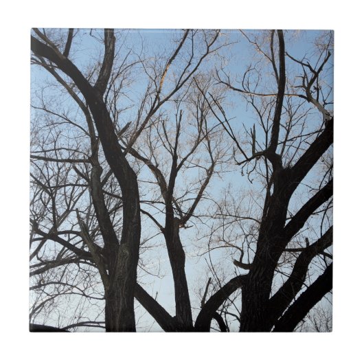 Carreau Arbre (Devant)