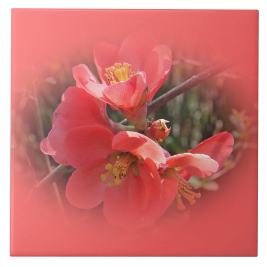 Carreau Arbre à coing (Devant)