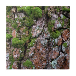 Carreau Arbre à écorce