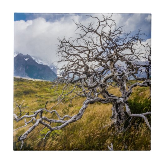Carreau Arbre brûlé, Torres del Paine, Chili (Devant)