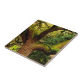 Carreau Arbre de chêne (Côté)