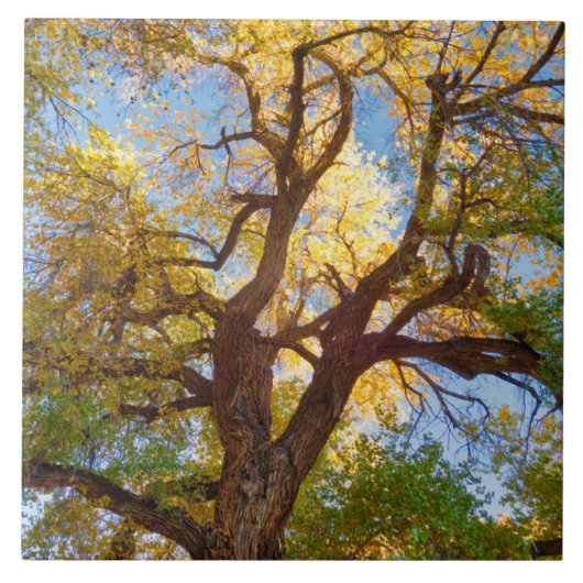 Carreau Arbre de Cottonwood | Parc national du récif du Ca (Devant)