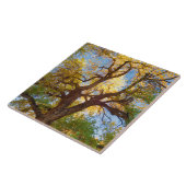 Carreau Arbre de Cottonwood | Parc national du récif du Ca (Côté)