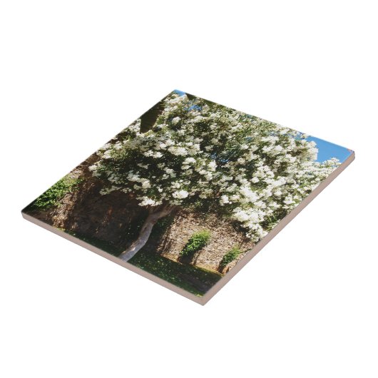 Carreau Arbre de jasmin (Côté)