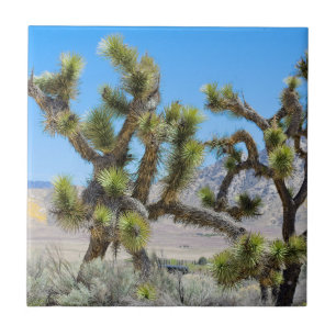 Carreau Arbre de Joshua en Californie