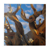 Carreau Arbre de pin bristlecone (Devant)