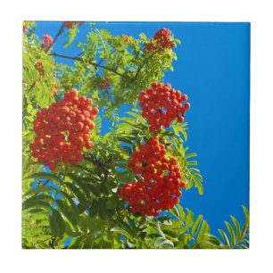 Carreau Arbre de sorbe avec les baies rouges