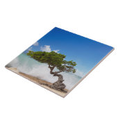 Carreau Arbre Divi Divi, Eagle Beach, Aruba, Caraïbes (Côté)