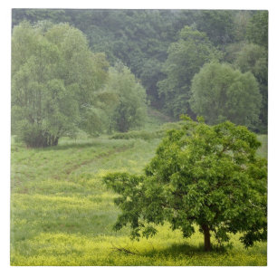 Carreau Arbre isolé dans un champ agricole, Toscane, 2