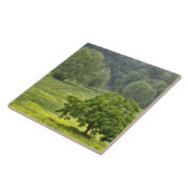 Carreau Arbre isolé dans un champ agricole, Toscane, 2 (Côté)