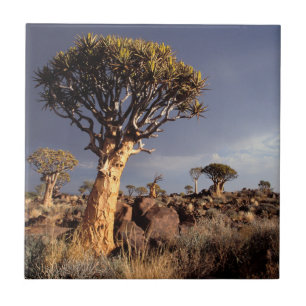 Carreau Arbres carquois (Aloe Dichotoma)