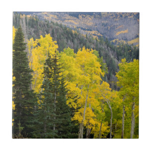 Carreau Arbres D'Aspen (Populus Tremuloides) Et Conifères 