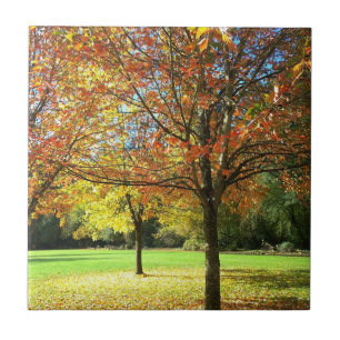 Carreau Arbres d'automne colorés