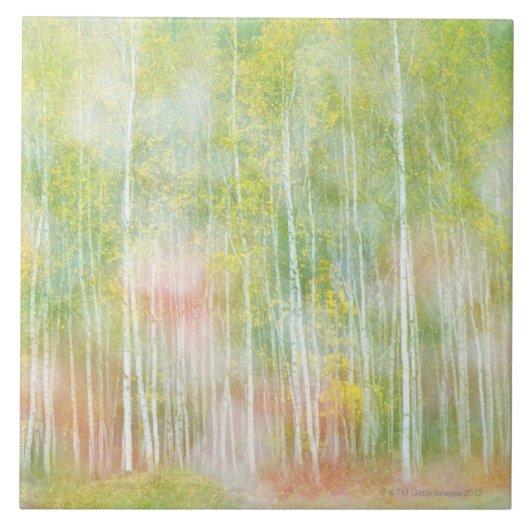 Carreau Arbres de bouleau argenté (Devant)