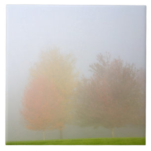 Carreau Arbres de chute enveloppés en brume