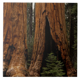 Carreau Arbres de séquoia, Parc national de Sequoia.