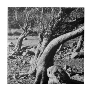 CARREAU ARBRES NOIRS ET BLANCS