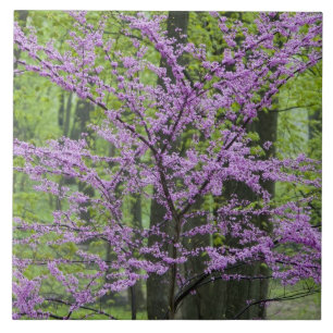 Carreau Arbres Redbud en pleine floraison printanière près